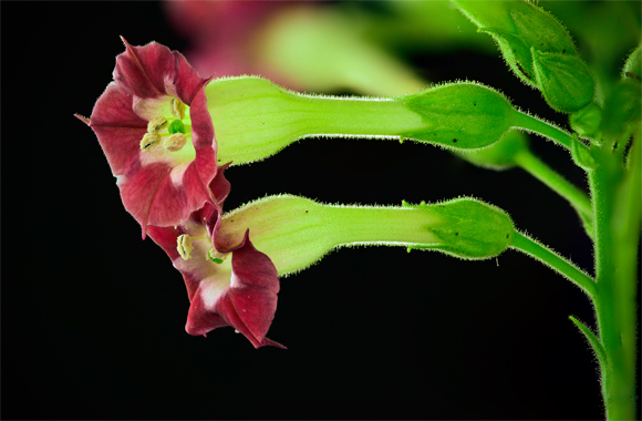 Dark red variant of Mayan tobacco flower, Guatemala, Central America.